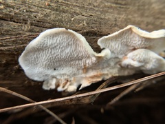 Neoantrodia serialis