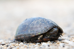 Kinosternon subrubrum hippocrepis