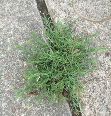 Polypremum procumbens