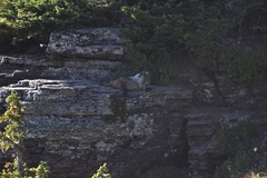Marmota caligata