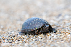 Kinosternon subrubrum hippocrepis