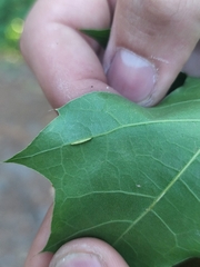 Macrodiplosis qoruca