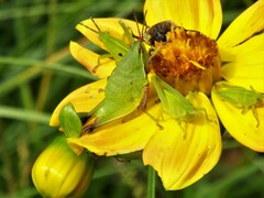 Sphenarium purpurascens