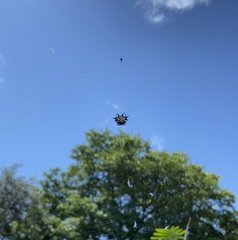 Gasteracantha cancriformis