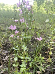 Sabatia angularis