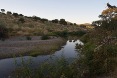 Quercus rotundifolia