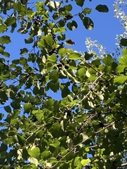 Rhamnus cathartica