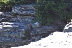 Marmota caligata