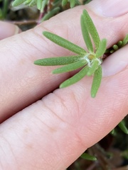 Portulaca