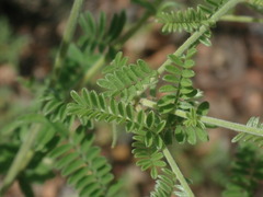 Dalea albiflora