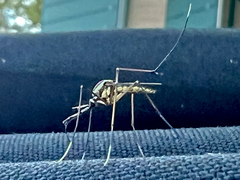 Toxorhynchites rutilus