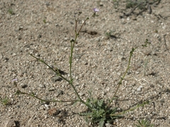 Gilia sinuata
