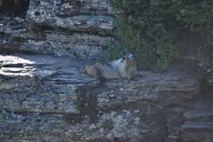 Marmota caligata