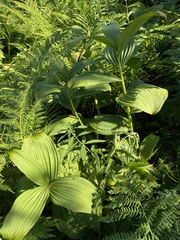 Veratrum viride eschscholtzianum