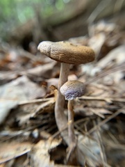 Cortinarius iodes