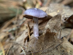 Cortinarius iodes