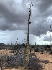 Fouquieria columnaris