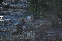 Marmota caligata