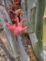 Euphorbia lomelii