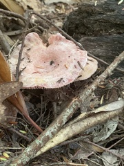 Lactarius subpurpureus