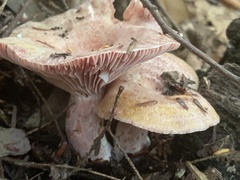 Lactarius subpurpureus
