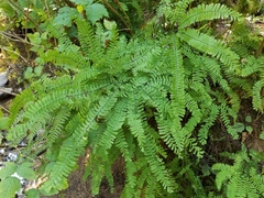 Adiantum aleuticum