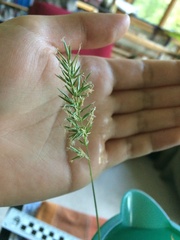 Anthoxanthum odoratum