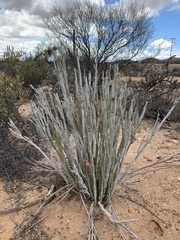 Euphorbia lomelii