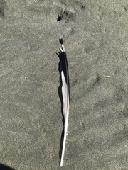 Larus delawarensis