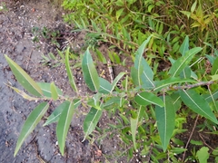 Salix eriocephala