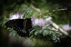 Papilio menatius