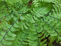 Adiantum aleuticum