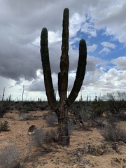 Pachycereus pringlei