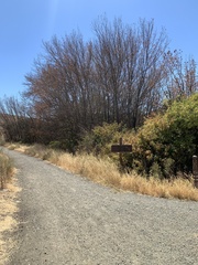 Ulmus alata