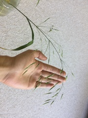 Bromus inermis