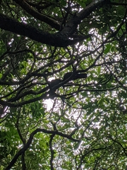 Nestor meridionalis septentrionalis