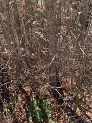 Ulmus alata