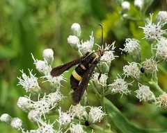 Carmenta pyralidiformis