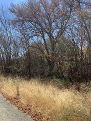Ulmus alata