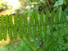 Adiantum aleuticum