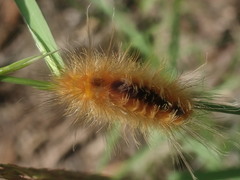 Pygarctia