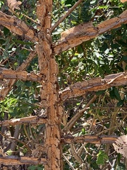 Ulmus alata