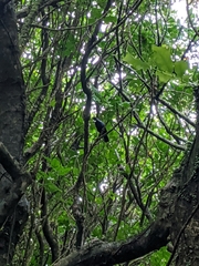 Prosthemadera novaeseelandiae novaeseelandiae
