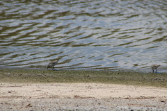 Calidris minutilla