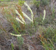 Struthiola argentea
