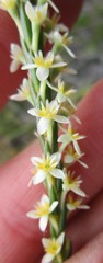 Struthiola argentea