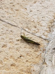 Tropidacris cristata