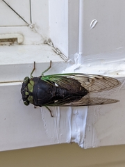 Neotibicen