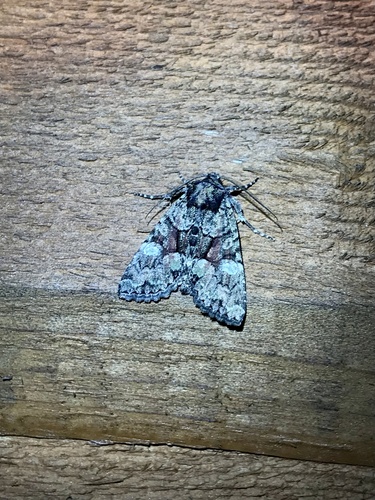 Wandering Brocade Moth photo 3