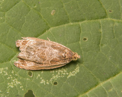 Olethreutes nigranum